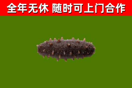白沙烟酒回收干海参.jpg